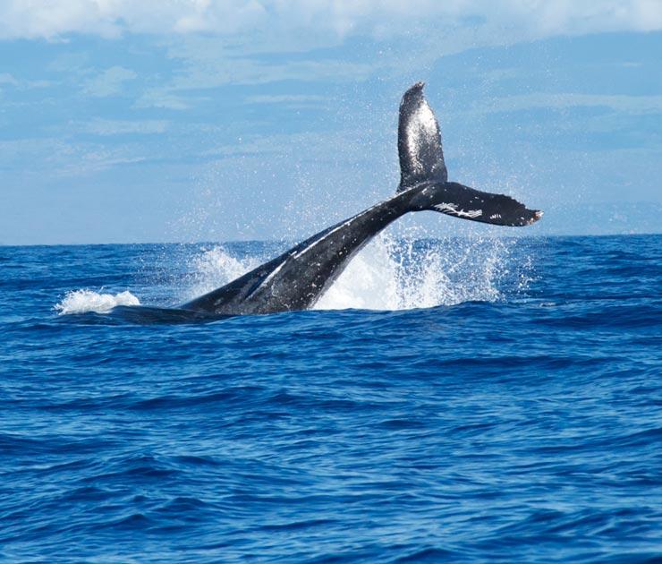Puerto Madryn Tours Puerto Madryn Tours