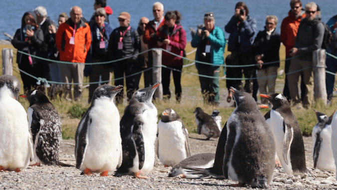 Martillo Island penguin walk in Ushuaia – Beagle Channel tour
