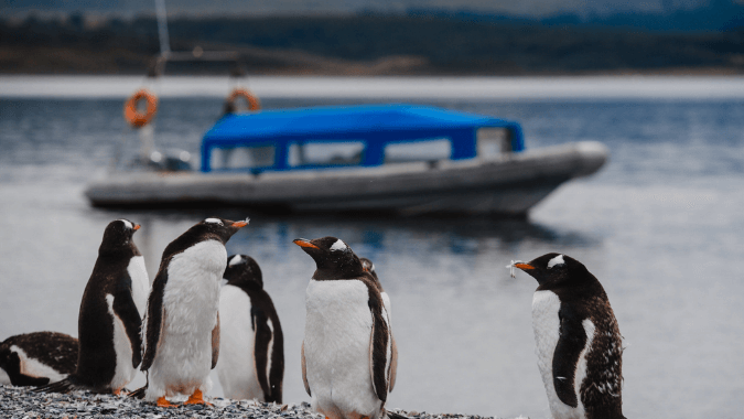 Magellanic penguins in their habitat – Martillo Island excursion from Ushuaia