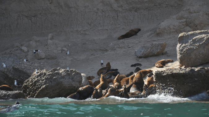 Take away the best experience to feel the marine fauna of the Argentinean Patagonia up close Take away the best experience to feel the marine fauna of the Argentinean Patagonia up close