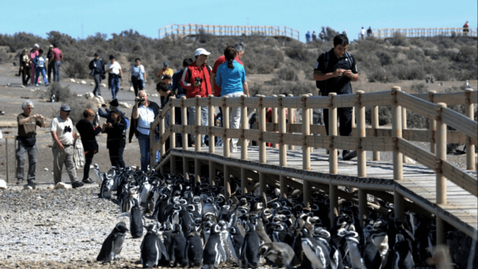 Pasa un d&iacute;a inolvidable cerca de los animalitos m&aacute;s amados de la Patagonia Argentina, &iexcl;los Ping&uuml;inos de Magallanes!