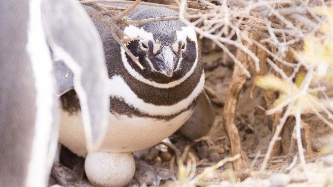 With the tour to Punta Tombo you will be able to see Magellanic Penguin chicks. With the tour to Punta Tombo you will be able to see Magellanic Penguin chicks.