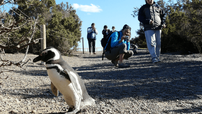 Conheça e admire de perto os pingüins de Magalhães Conheça e admire de perto os pingüins de Magalhães